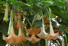 BRUGMANSIA VERSICOLOR ( Datura