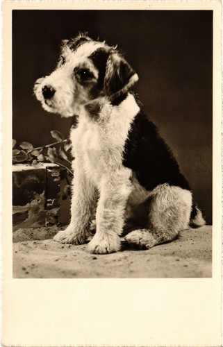 Cpa fox terrier dogs - fox,