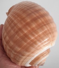 curiosité ,Coquillage : Enooorme Tonna Galea