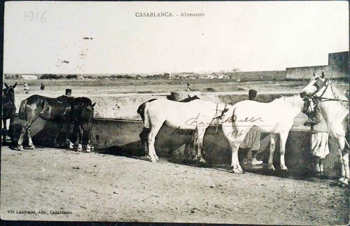 Abreuvoir chevaux casablanca - abreuvoir,
