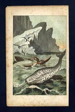 LE NARVAL, LICORNE DE MER