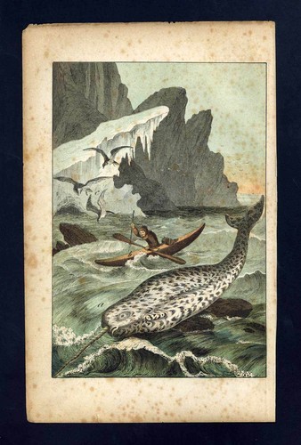 Narval licorne de mer - de,