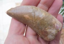 Carcharodontosaurus Dent 6.8