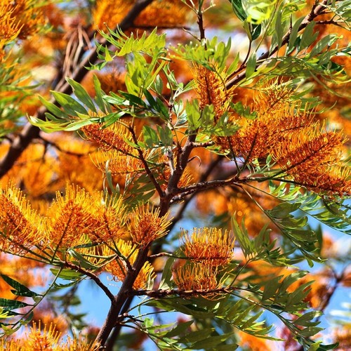 Graines grevillea - graines,