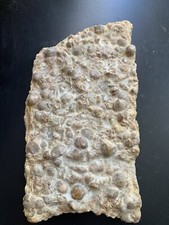 Brachiopodes Fossils de Atrypa Dévonien, Supérieur 382,7 - 358,9 millions d'anné
