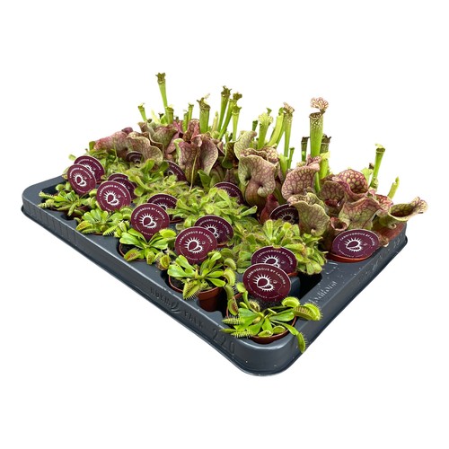 Plantes carnivores pot 6 - carnivores,