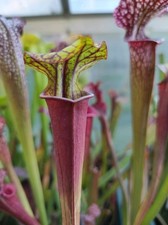 Sarracenia x moorei 