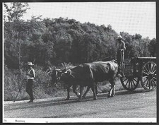 1976  --  ATTELAGE DE BOEUFS A