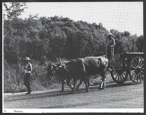 1976 attelage de - , boeufs