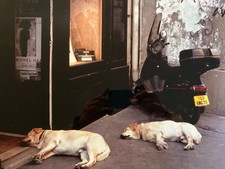 Originale Belle Photo Signé Chien Art À Identifier 1990 Perego Labrador Italie