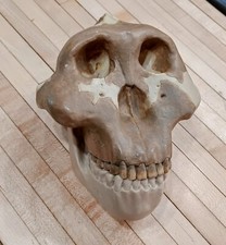 Vintage Somso Australopithecus