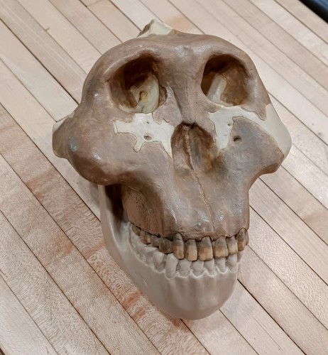 Vintage somso australopithecus - vintage,