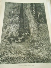 Engraving 1868 - A Woodcock