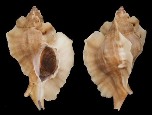 Coquillage collection - coquillage, de