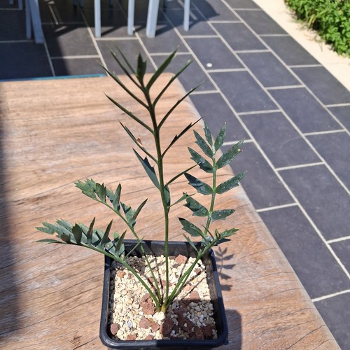 Encephalartos horridus rare - horridus,,