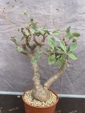 OTHONNA TRIPLINERVIA POT13CM