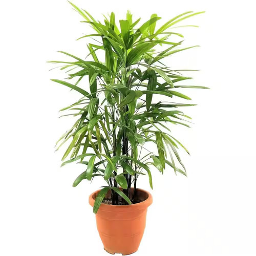 Lady palm live plant 8 - lady, an