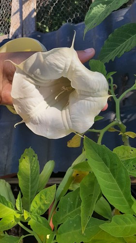 Brugmansia café crème - brugmansia,