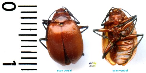 Chrysomelidae sp non - chrysomelidae,