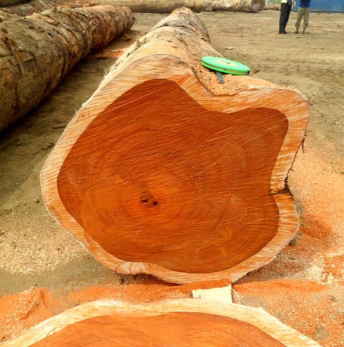 Golden teak tree seedss - teak,