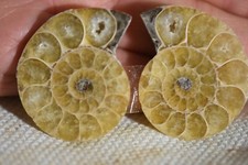RARE ammonite Desmoceras