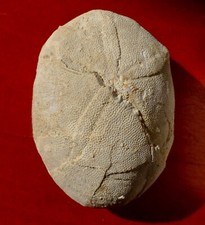 OURSIN FOSSILE ÉOCÈNE DU PAYS BASQUE , ECHINOLAMPAS