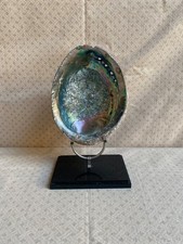 Haliotide verte, Coquillage