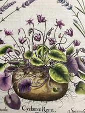 Basilius Besler – Hortus