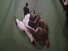 Taxidermie nature morte