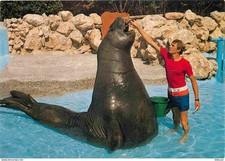 Animaux - Marineland Antibes - Eléphant de Mer et son soigneur - Zoo Marin - CPM