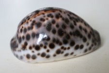 collection coquillage CYPRAEA