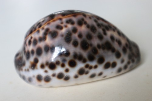 Collection coquillage cypraea - coquillage,