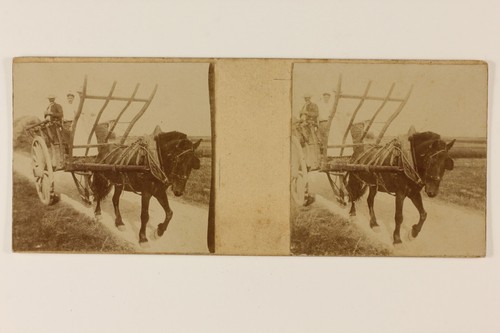 Charrette cheval snapshot - charrette,