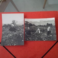 Photo bulgarie cueilette des - photo,