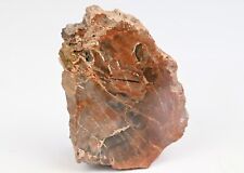 Bois petrifié du Madagascar silicifié fossile de collection Fossilisé 114g