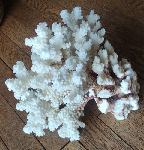 Corail blanc ancien collection - blanc, ancien/collection