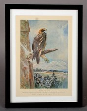 PEINTURE ANIMALIERE - ROGER REBOUSSIN -  AQUARELLE AIGLE FAUVE