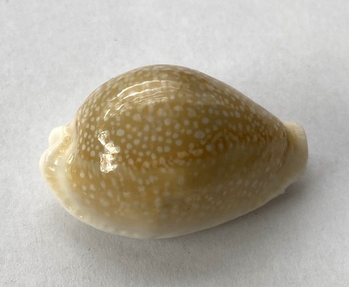 Coquillage rare cyprae - rare,
