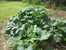 Semences courge Costata Romanesco - BIO