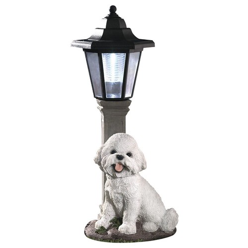 Adorable bichon chiot - bichon,