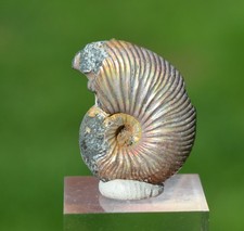 Quenstedtoceras 5 grammes -