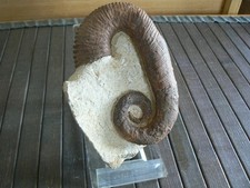 ACRIOCERAS AMMONITE DEROULEE ALBIEN  MAROC / VOIR DETAIL