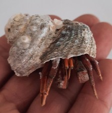 curiosité : Bernard L'hermite