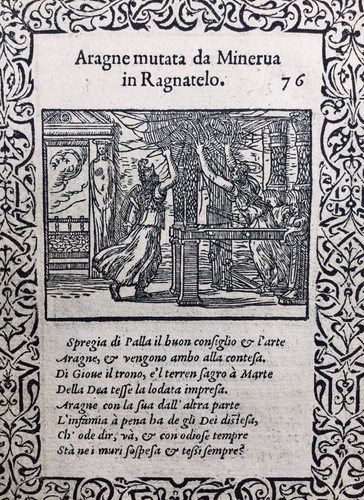 Rare araignée 1559 - araignée,