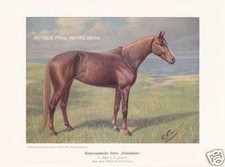 Jument " Colombine " Volkers Impression Couleur Chevaux 1925 Reprint Zuchtpferde