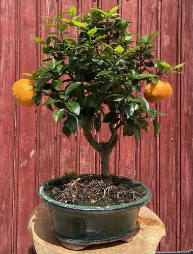 Bonsaï agrume citrus - bonsaÏ,