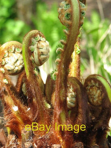 Photo 6x4 tree - 6x4,