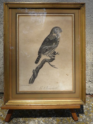 Gravure ancienne oiseau - , la