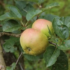 Pommier ancien 'Comte Sainte