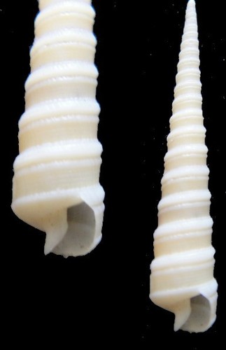 Coquillage collection - coquillage,